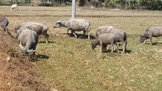 Many large buffaloes eat grass in a large rice field.