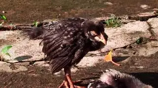 Redmi Note 8 Pro Video Sample 4K in 2026