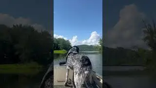 Big Dog Enjoys Scenic Boat Ride