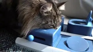 Moss wanted to play with His Puzzle | Norwegian Forest Cats