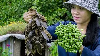Wow! Eating Toe Biter Bugs - Delicious Bok Amok Traditional Foods Recipe - Cook Water Bug in Village
