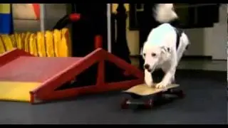 Skateboarding Hero! *Project Pet*