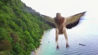 EAGLE vs DRONE - DJI Mavic Pro