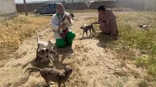 Feeding a group of cats that were very friendly.