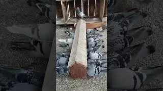 Beautiful Racing pigeon feeding place #pigeon #myloft #feeding #kabutar #racingpigeon #bird
