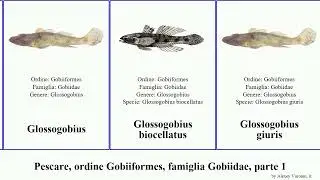 Pescare, ordine Gobiiformes, famiglia Gobiidae, parte 1 gobius benthophilus eviota cryptocentrus
