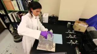 folsum plankton splitter 1080p