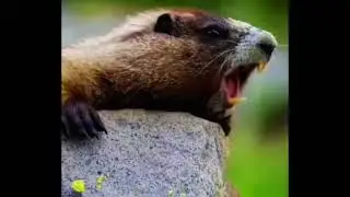 എടീ പൊട്ടിക്കാളീ squirrel speaking funny short video malayalam #viralvideo #squirrelcomedyvideo