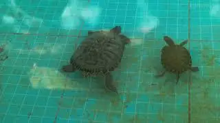 Turtle Tickling Face