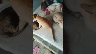 Natural Cat Colony Therapy Tribe to Cure PTSD and Guilt and Depression
