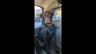 #KodasCanineAcademy : Service Dogs - Breaking Stress Signals and Deep Pressure Therapy