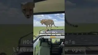 a CHEETAH Hopped on Top of their Vehicle in the Jungle 🐆