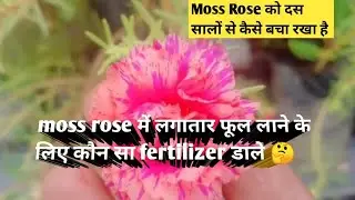 Moss rose / 9 o'clock / table rose care tips