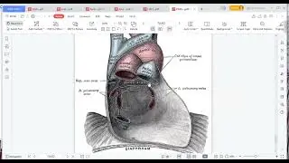 SECOND YEAR ANATOMY