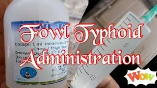 Vaccinating Poultry against Fowl Typhoid disease
