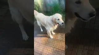Cute dog #memes #cute #trending #dogs