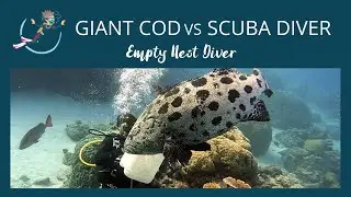 The Cod Hole - Huge potato cod knocks diver
