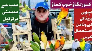 Sub Say Sasti Deal||| Birds Season@SalmanBirdsInfo 