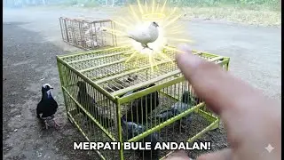 MERPATI BULE KIOS PASAR KROYA! #merpatiku #merpatikolong #merpatibagus #merpatiinyong #merpatibalap