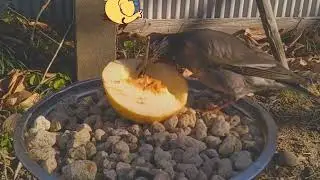 【喂鸟器】柿子食鸟观察日记 33l【喂鸟器】