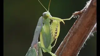 Bidsprinkhaan Hierodula tenuidentata