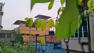 Nature Plants Leaves Background Title Video| Free Footage! No Copyright | Viral Videos