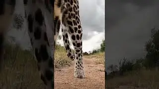 Leopard and Cute Leopard Cub Strolling by&hellip; 🐆 (@singita_/IG)