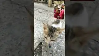 cat of life #cat #cats #catvideos #catvideos #love #pets #petlover #petsofinstagram #pets