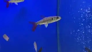 pink tail chalceus