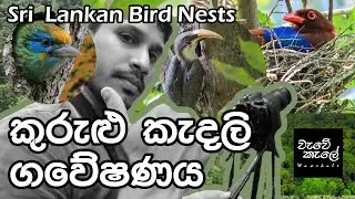 කුරුළු කැදලි ගවේෂණය | Sri Lankan Bird Nests | Wildlife Documentary 🐦🐥 #birds #nests #visitsrilanka