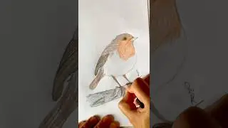 How to Draw a Robin Bird &ndash; A Relaxing Drawing