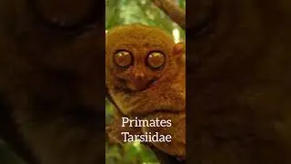 Short Communication on Tarsier Behavior. Five facts and Sound+Scent Marking Communication
