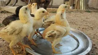 Aseel ka business ma profit  ha ka loss profit he profits  breeding kavay or pasa kamyan