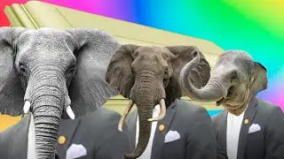 Funny Elephants - Coffin Dance Song (COVER)