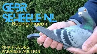 Gebr Seheele | Brilliant Racing Pigeon Bloodline | Pipa Pigeons Paradise Auction | Racer Kabutar