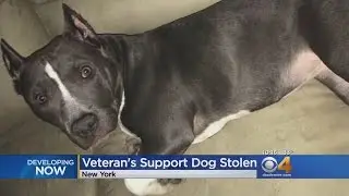 Army Veteran Attacked, Service Dog Stolen