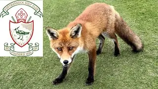 Running into a Red Fox on the Golf Course | Portmarnock, Ireland