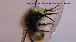 How Is Masson Bee Osmia rufa (Megachilidae, Hymenoptera) Feeding On Honey?