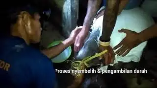 Cara Ny3mb3lih B4bi Oleh Orang Dayak