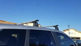Hawk vs Crows mid-air fight