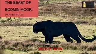 The Beast of Bodmin Moor: UK Alien Big Cat