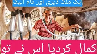 multi purpose milk dairy in qasimabad