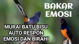 masteran murai batu juara nasional full isian tembakan speed rapat 