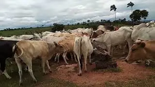 A Importância do sal mineral em todas as épocas do ano.