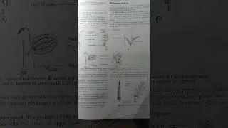 MORPHOLOGY AND MODIFICATION OF ANGIOSPERMS FOR NEET |TGT |PGTKVS|NVS