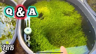 QnA Freshwater Keeping Fish Shrimp Plants and More LRB Aquatics is live!