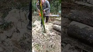 Teak Tree Cuting By Fastest Stihl Machine Chainsaw🔥#most #fastest #stihl #machine #chainsaw #india 💥