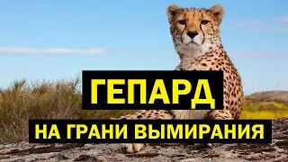 🌎 ГЕПАРДЫ: самые быстрые хищники на грани вымирания