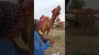 At camel mela