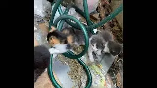 Recused 5 abandoned Kittens